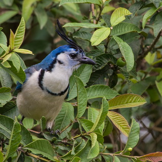 Arenal - White-throated magpie-jay